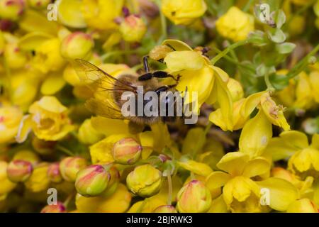 Ape foraging su un fiore giallo e alla ricerca di polline Foto Stock