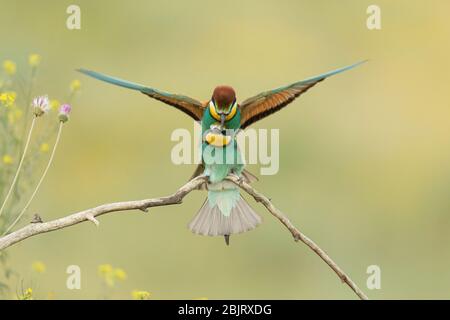 Un paio di apiaster europei (Merops apiaster) che si accoppiano su una filiale in Bulgaria Foto Stock