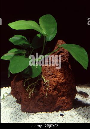 Anubias nana, Anubias barteri var. nana Foto Stock