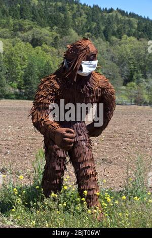 Bigfoot con maschera antivirus COVID-19, che passa attraverso il campo agricolo coltivato. Foto Stock