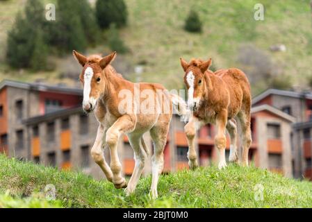 I nemici su un pascolo estivo Foto Stock