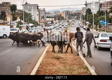 A Pasqua il digiuno si concluderà. Tutti i popoli hanno fame di carne. Il bestiame viene strangellato per le strade di Addis per essere macellato. Foto Stock