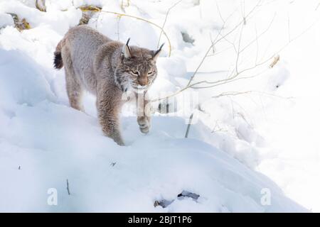 Felis Lynx lince - Lince - Italia Foto Stock