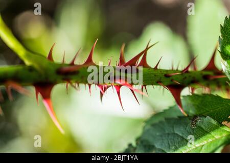 Spine rosse Foto Stock