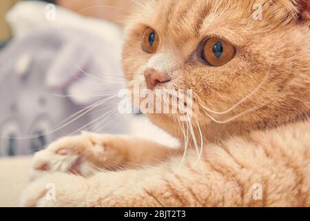 gatto zenzero con un viso sorpreso. primo piano Foto Stock