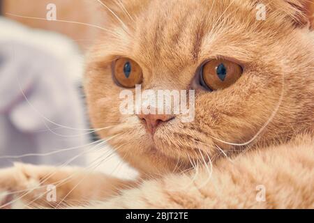 gatto zenzero con un viso sorpreso. primo piano Foto Stock