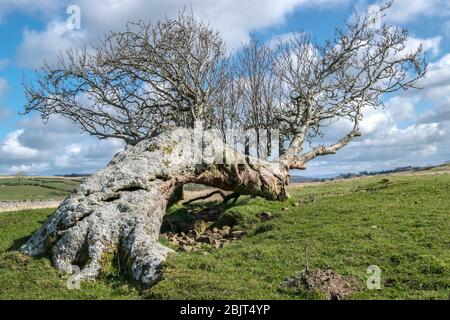 L'albero di Rowan caduto Foto Stock