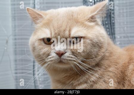 il gatto rosso si stupisce su uno sfondo chiaro Foto Stock