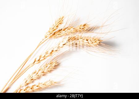 guglie di grano secco su fondo bianco Foto Stock
