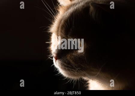 Il gatto rosso si stupisce nella retroilluminazione su uno sfondo scuro Foto Stock