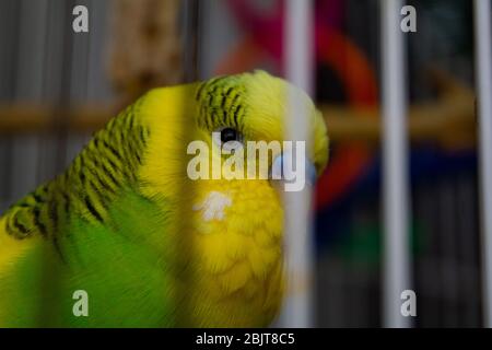 pappagallo a strisce giallo-verde attraverso la gabbia. primo piano Foto Stock