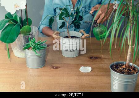 Mani di una donna nera che spruzzano acqua o fertilizzante ad una pianta interna (Ficus benjamina, comunemente conosciuta come fico piangente) su un tavolo di legno. Foto Stock