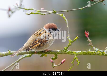 Primo piano di una struttura ad albero eurasiatica sparrow la raccolta di materiale per il suo nido Foto Stock