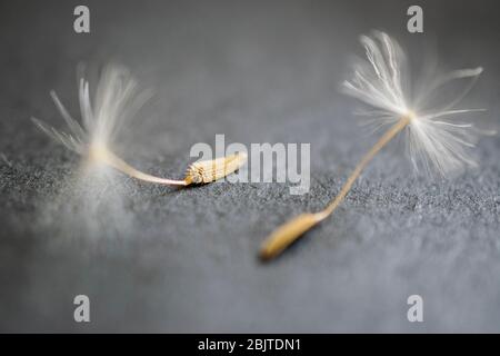 Orologio del dente di Leone Foto Stock