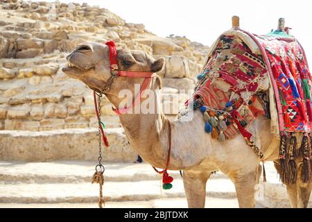 CAIRO, EGITTO - 19 NOVEMBRE 2017: Cammello carino sull'altopiano di Giza Foto Stock