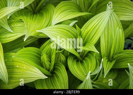 Vista dall'alto verso il basso delle foglie verdi ondeggianti di veratrum Viride, un falso alleato nordamericano, preso nel mirino di mirtilli rossi della Virginia Occidentale. Foto Stock