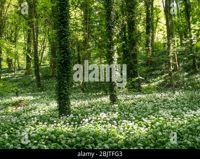 Luce del sole appluso che cade attraverso in bosco radente su un tappeto di fiori bianchi aglio selvatico in primavera Foto Stock