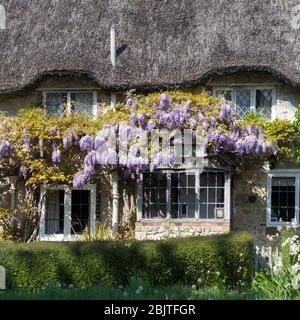 Un tetto di paglia cottage fronte con finestre a sopracciglia con glicine che cresce in piena fioritura in sole Foto Stock