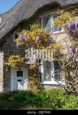 Un tetto di paglia cottage fronte con finestre a sopracciglia con glicine che cresce in piena fioritura in sole lato su Foto Stock