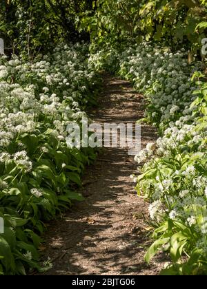 Sentiero del bosco che taglia attraverso l'aglio selvatico in fiore con luce del sole appled Foto Stock