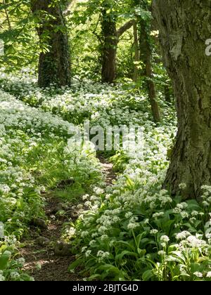 Sentiero del bosco che taglia attraverso l'aglio selvatico in fiore con luce del sole appled Foto Stock