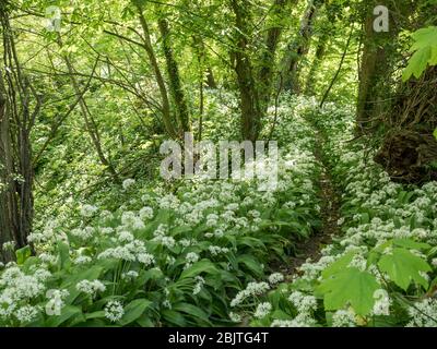 Sentiero del bosco che taglia attraverso l'aglio selvatico in fiore con luce del sole appled Foto Stock