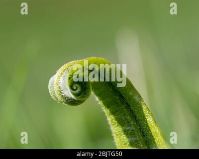 Un dettaglio macro di un giovane Hart ferna la lingua in primavera alla luce del sole. Foto Stock