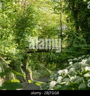 Shorwell passerella sulla strada, con aglio selvatico in primo piano in fiore alla luce del sole appled Foto Stock