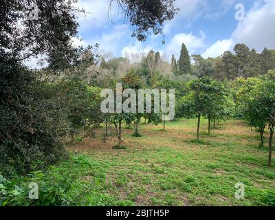 Pronto a mangiare arance negli alberi nei Giardini Buskett Foto Stock