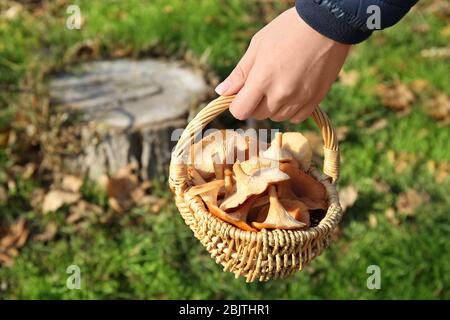 Donna con cesto di vimini pieno di funghi arancioni in foresta Foto Stock