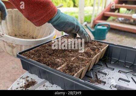 Giardiniere che riempie un Kit di avviamento di seme con suolo in preparazione per piantare Foto Stock