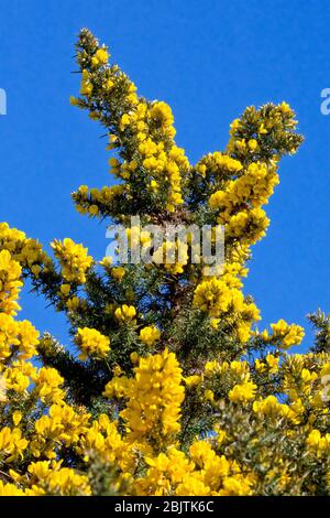 Gorse (ulex europaeus), noto anche come Furze, o Whin in Scozia, vicino a un ramo fiorito che raggiunge un cielo azzurro limpido e senza nuvole. Foto Stock