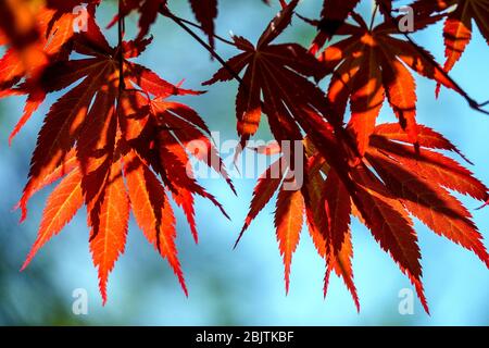 Acero giapponese Acer palmatum 'Tama Hime' dettaglio acero foglie rosse retroilluminato Foto Stock