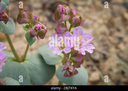Piccoli fiori viola con lo stamen giallo crescono da grandi piante verde-frondosi. Foto Stock