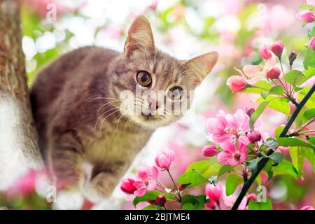 Ritratto un simpatico gattino tabby si siede tra i rami rosa fiorenti di un albero di mele in un giardino Sunny May Foto Stock