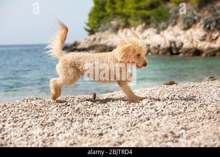 Un giovane albicocca che gioca con gioia sulla spiaggia soleggiata. Un buon cane che gioca sulla spiaggia in una giornata estiva di sole, Bol, Isola Brac, Croazia Foto Stock