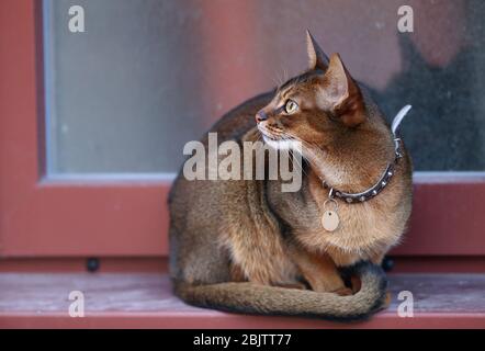 Ritratto ravvicinato carino gattino abissino si trova vista frontale, e guardando la macchina fotografica Foto Stock
