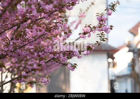 Bella fioritura sakura fiori su alberi in vicolo. Sakura fiori rosa e foglie verdi fresche in luce solare in primavera città strada, vista paesaggio. Foto Stock