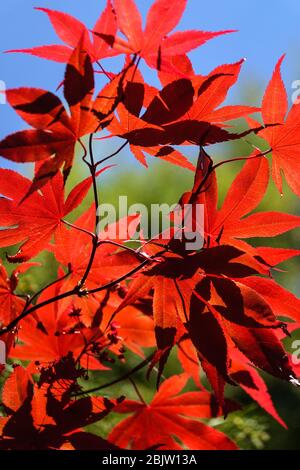 Japanese Maple Tree Acer palmatum Bloodgood Red Maple lascia la luce del sole Foto Stock