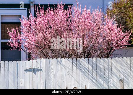 Albero di ciliegio in fiore primaverile; recinzione di legno bianco; Salida; Colorado; USA. Sakura Foto Stock