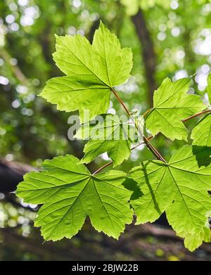 Newly emerged sycamore leaves in an English woodland Somerset UK Foto Stock