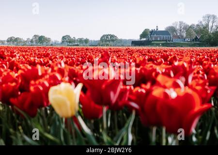 Fiori di tulipano dell'ex isola di Schokland Olanda, tulipani rossi durante la stagione primaverile nei paesi bassi Foto Stock