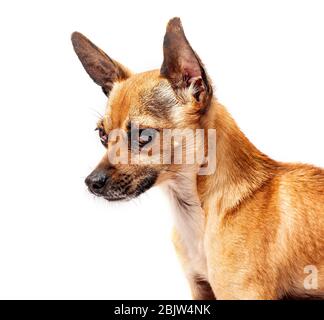 piccolo cane con occhi e orecchie grandi isolato su bianco Foto Stock