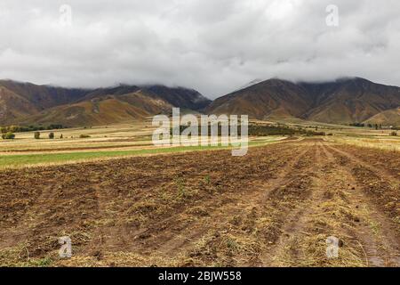 Campo di patate su uno sfondo di montagne, la riva settentrionale del lago Issyk-Kul, Kirghizistan Foto Stock