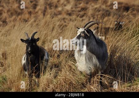 Capre nel Parco della capra selvaggia, Galloway Forest Park, Scozia Foto Stock