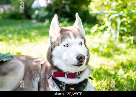 Primo piano Ritratto di un bel cane Husky beige e siberiano bianco con occhi multicolore nel prato verde su soleggiato Giorno, Ritratto di giovani Foto Stock