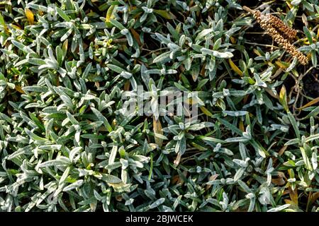 Cerastium coprì la terra. Impianto di copertura a terra. Foto Stock