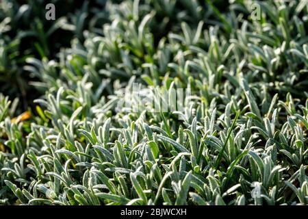 Cerastium coprì la terra. Impianto di copertura a terra. Foto Stock