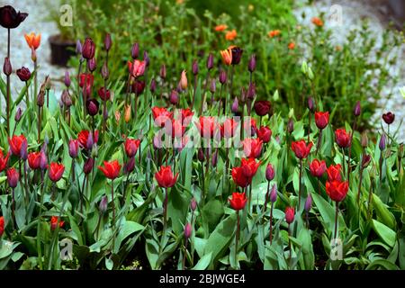 Tulipano Couleur cardinale, fiori tulipano rosso, fioritura, tulipani, tulipano, fiore rosso, RM floreale Foto Stock