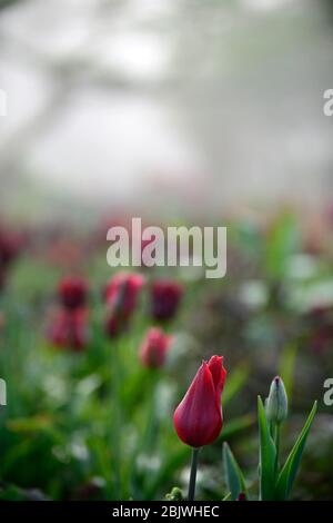 tulipa jan reus,tulipano,tulipani,mix,combinazione,border,bed,rosso,porpora,larice,combinazione piantagione mista,schema,bordi,letti,j Foto Stock